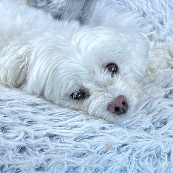 Meet your Posher, Gina - Picture 1 of 1